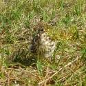 Lapland Longspur in the grass.